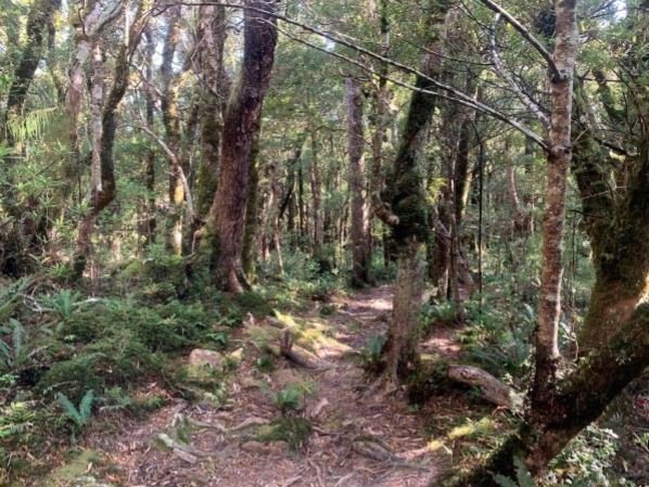 The ever lovely Holdsworth - Totara Flats track (except in the rain, winter, uphill or when you’re tired)