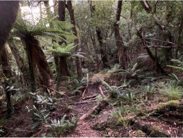 The lovely Cone Saddle track