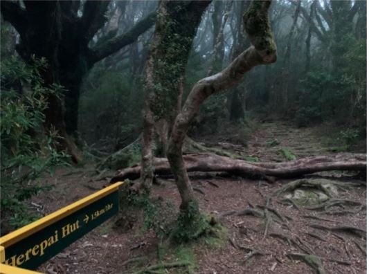 Turn right for Herepai. Mind the windfall!